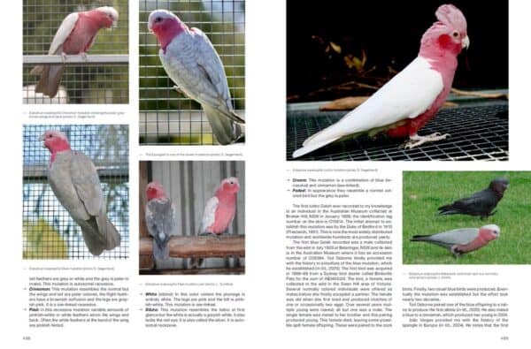 Mutacje rożeńca różowego i ich dziedziczenie z książki Cockatoos
