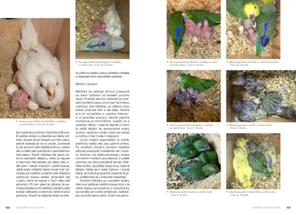 Chováme papoušíčky (książka, język czeski) - obrazek 6