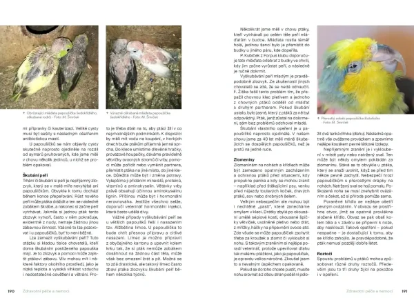 Chováme papoušíčky (książka, język czeski) - obrazek 7