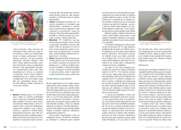 Chováme papoušíčky (książka, język czeski) - obrazek 5